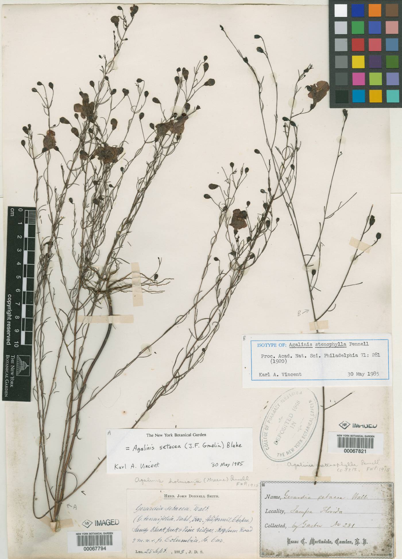 Agalinis stenophylla image