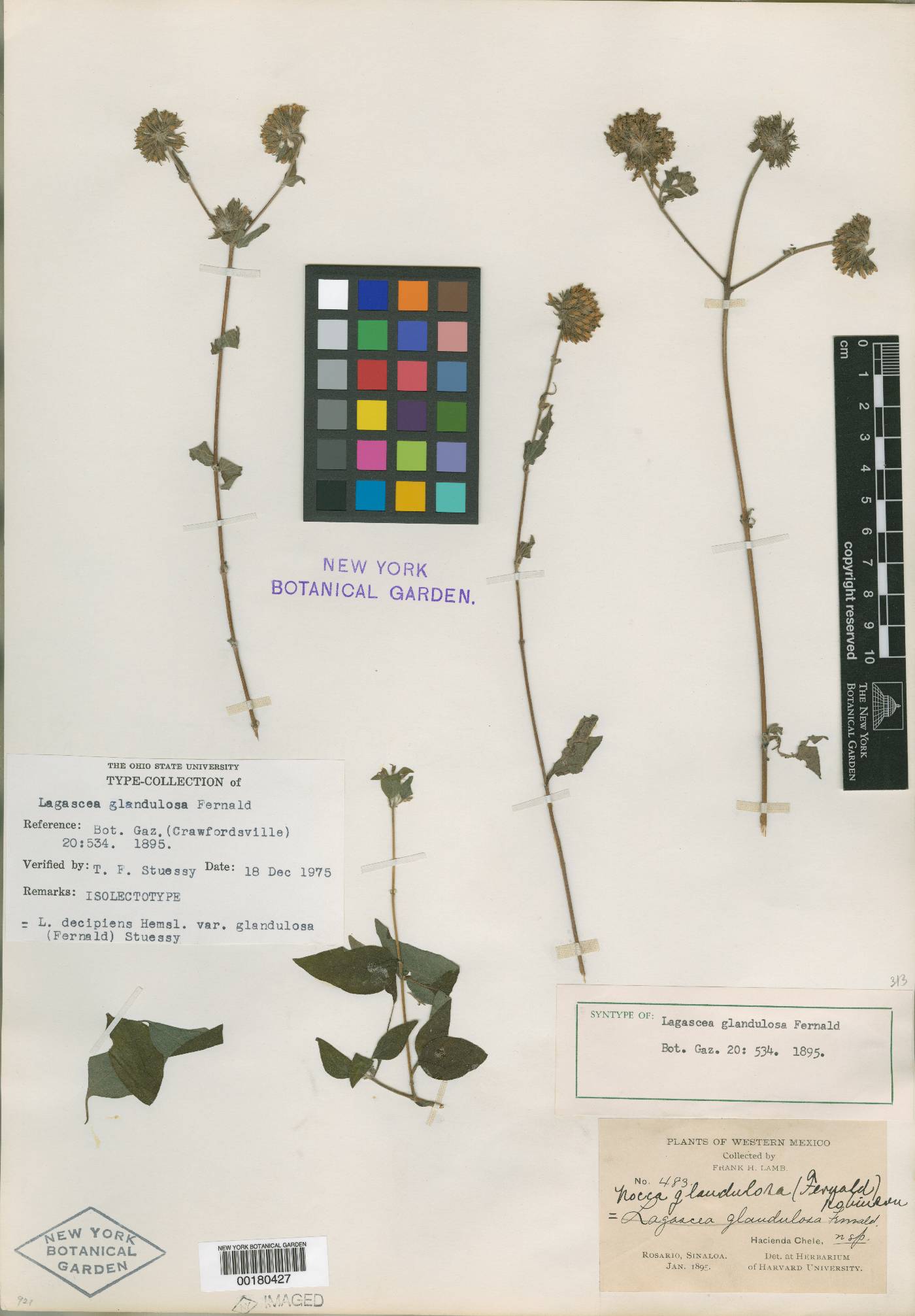 Lagascea decipiens var. glandulosa image