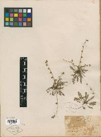 Phacelia palmeri image