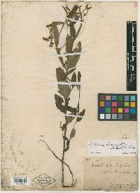 Image of Crotalaria bupleurifolia