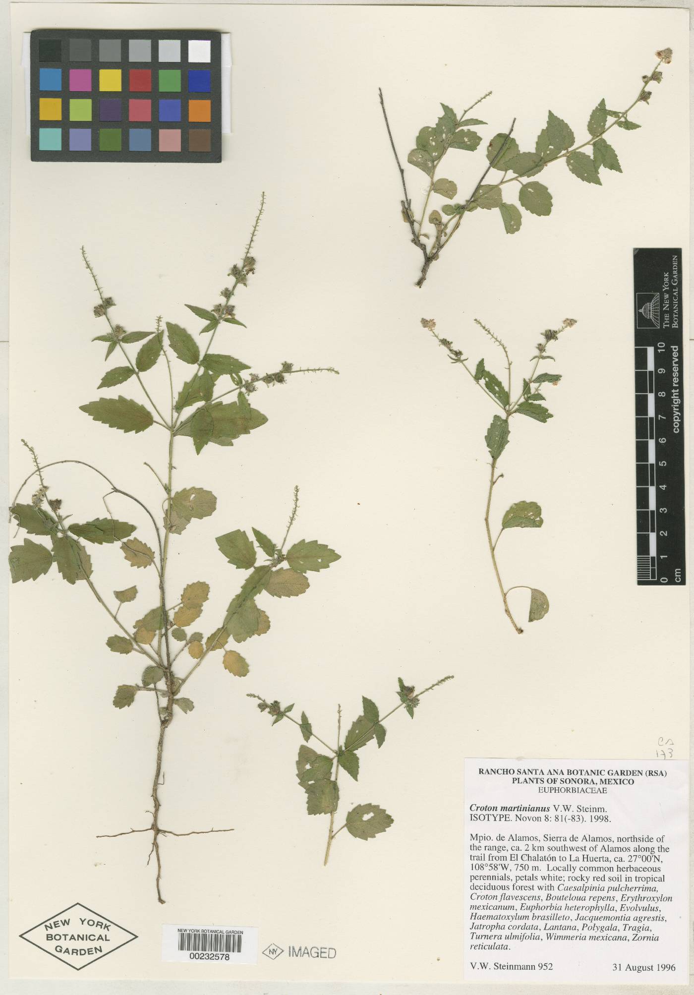 Croton martinianus image
