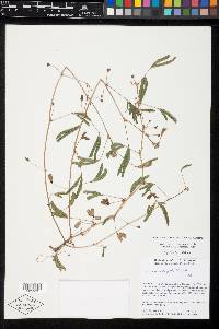 Mimosa affinis image