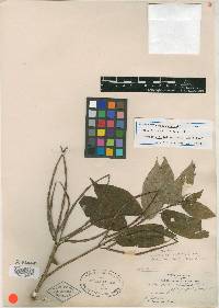 Mandevilla apocynifolia image