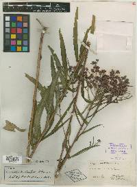 Image of Vernonia dissimilis