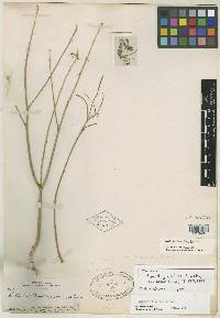 Euphorbia eriantha image