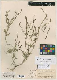 Image of Verbena madrensis