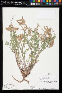 Astragalus malacus image