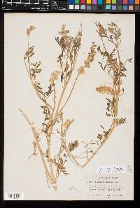 Astragalus thurberi image