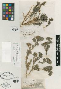 Nama stenophyllum image