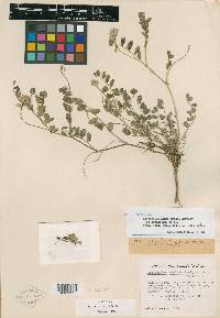 Astragalus amnis-amissi image