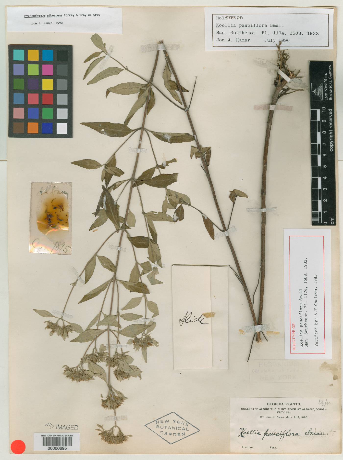 Koellia pauciflora image
