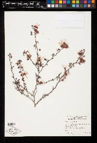 Calliandra eriophylla image