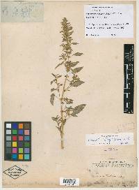 Amaranthus bigelovii image