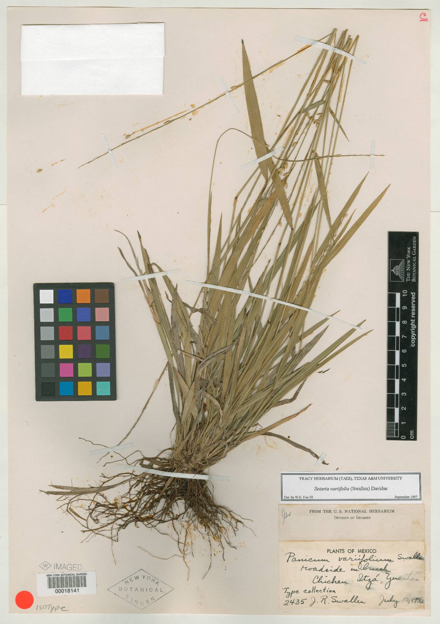 Setaria variifolia image