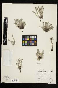 Image of Eritrichium argenteum