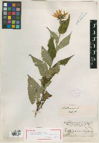 Image of Helianthus saxicola