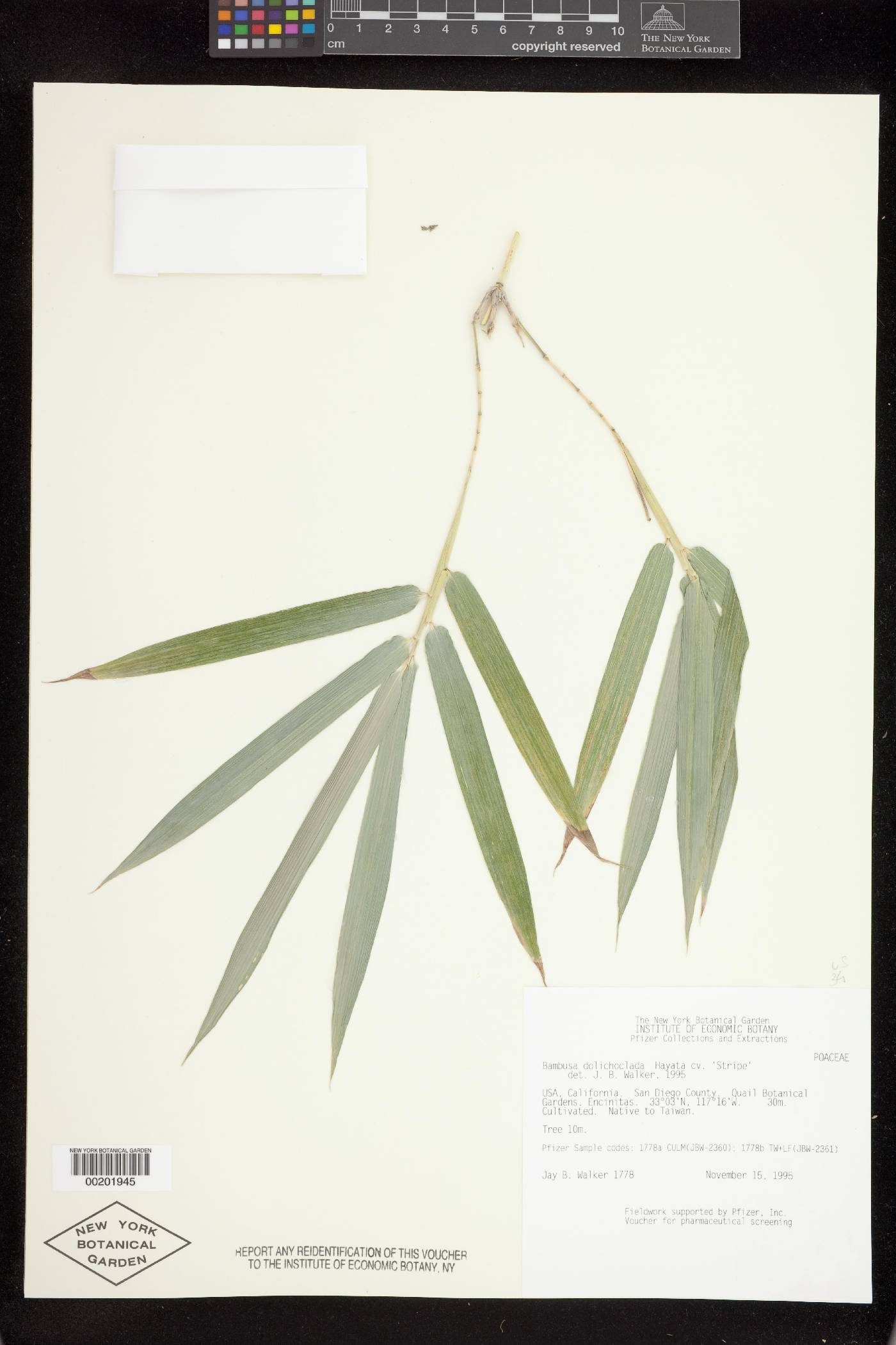 Bambusa dolichoclada image
