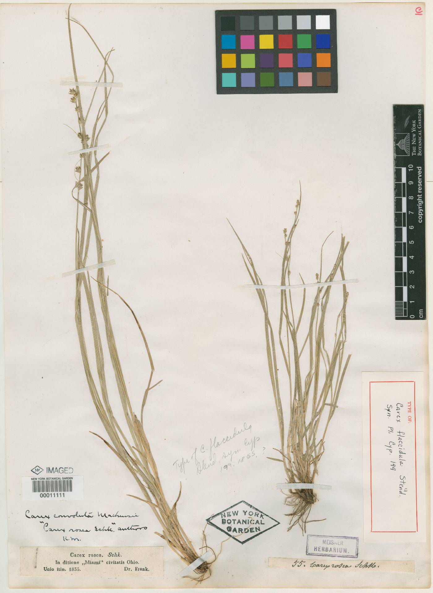 Carex flaccidula image