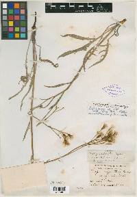 Image of Crepis angustata