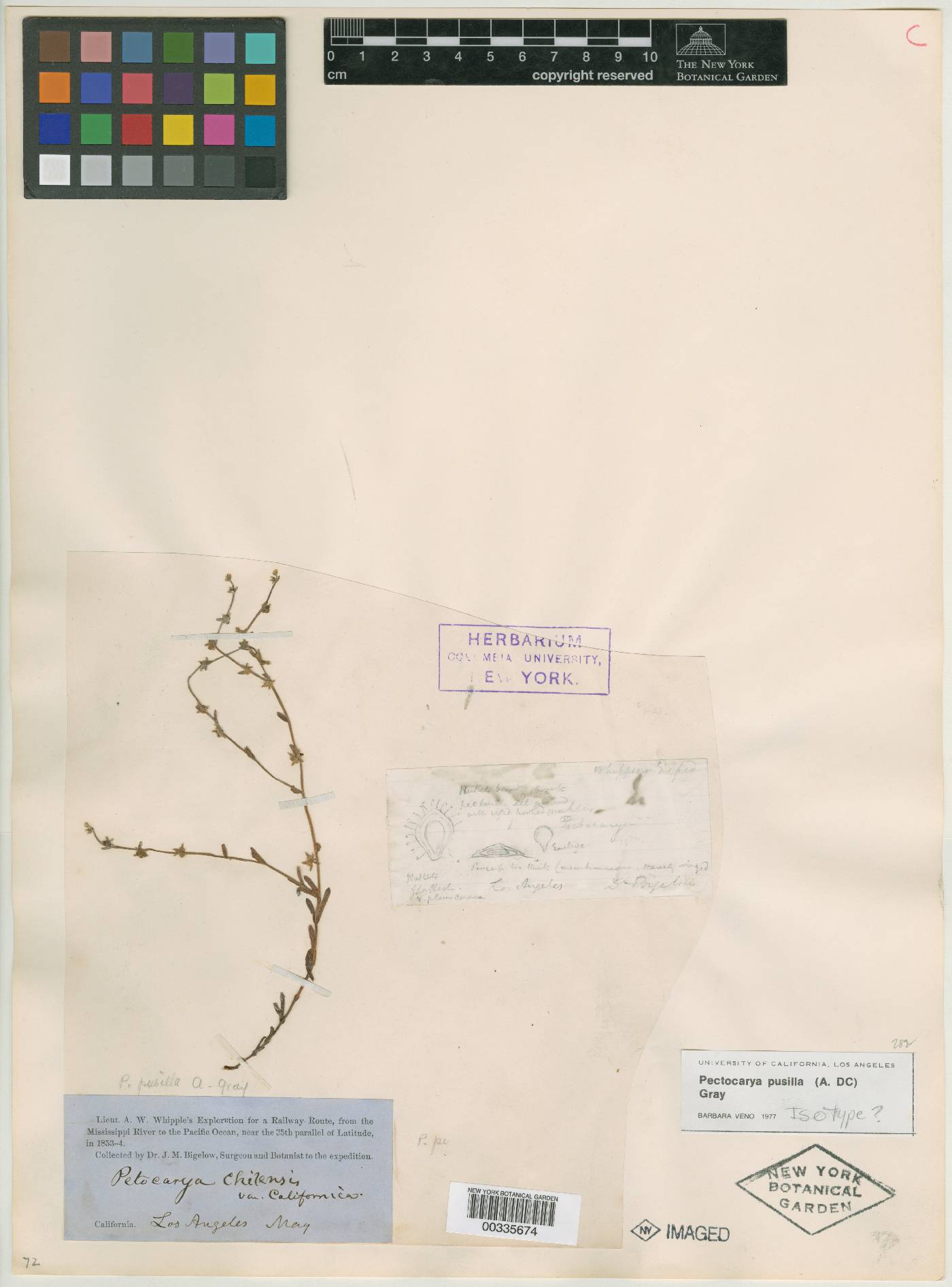 Pectocarya chilensis image