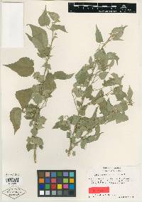 Abutilon mucronatum image