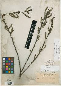 Image of Salix acutidens