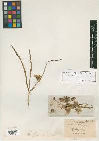 Allium diehlii image