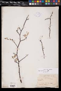 Bursera laxiflora image