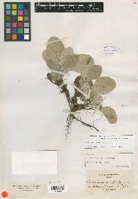 Image of Antennaria calophylla