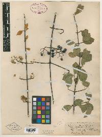 Viburnum prunifolium var. globosum image