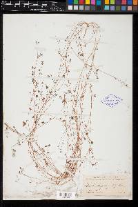 Marina chrysorrhiza image