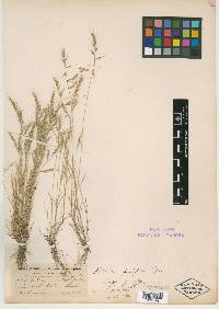 Vulpia microstachys var. pauciflora image