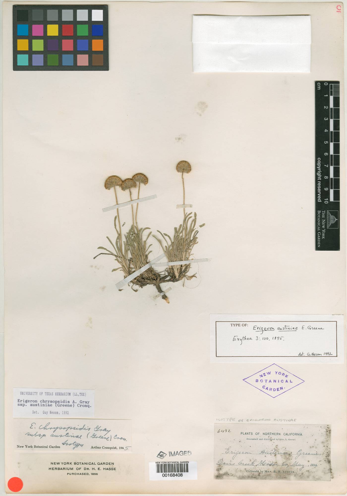 Erigeron austinae image