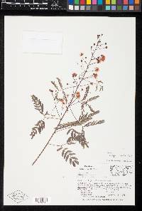 Mimosa caerulea image