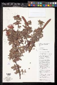 Calliandra californica image