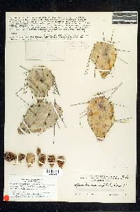 Opuntia ammophila image