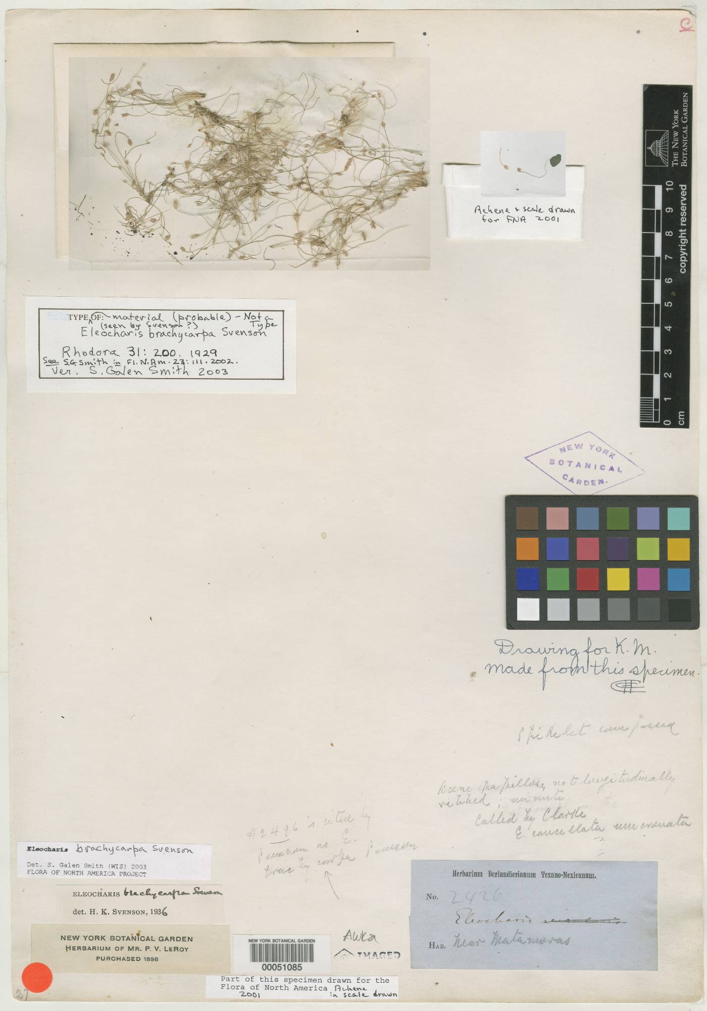Eleocharis brachycarpa image