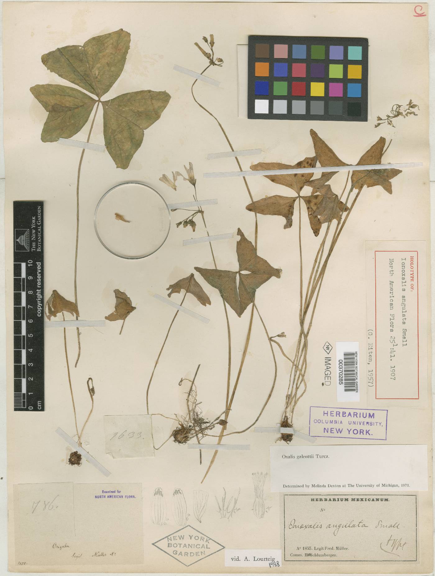 Oxalis angulata image