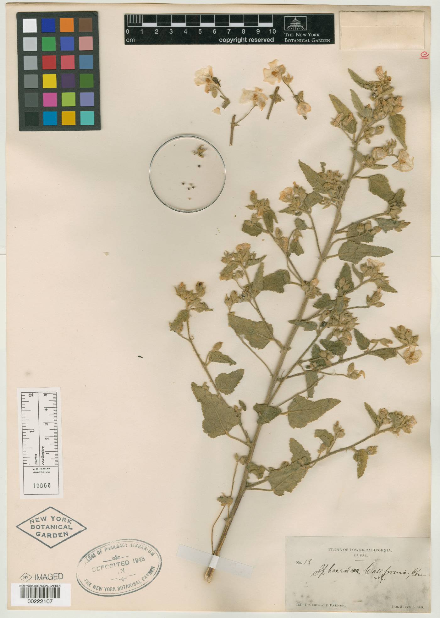 Sphaeralcea californica image