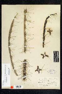 Acanthocereus occidentalis image
