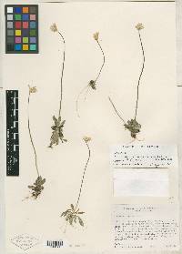 Image of Primula alcalina