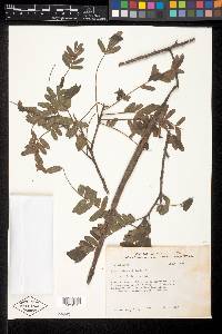 Cassia hintonii image