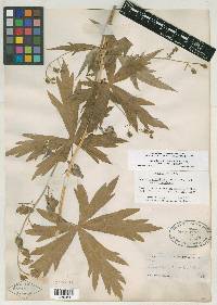 Image of Aconitum glaberrimum