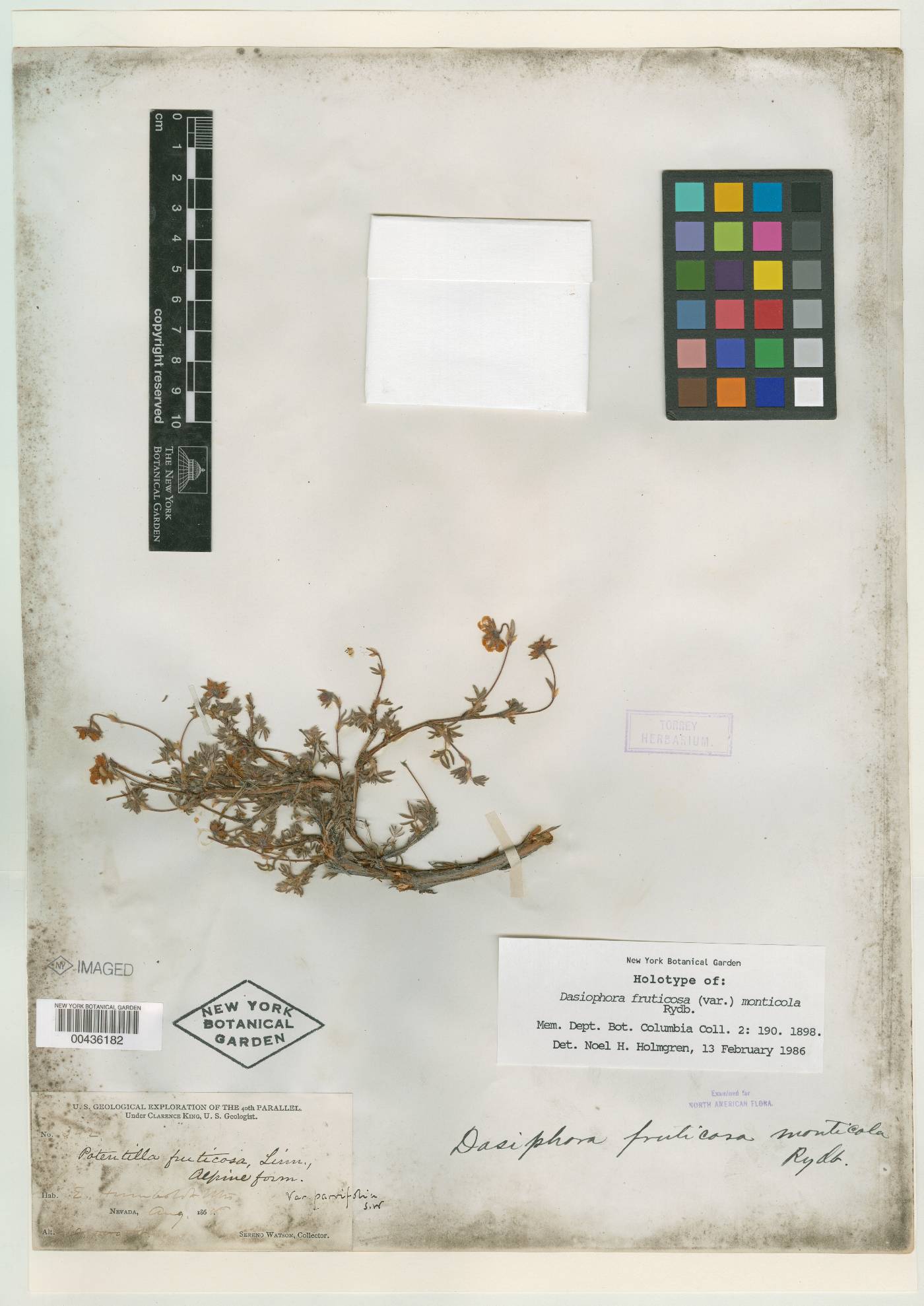 Dasiphora fruticosa var. monticola image