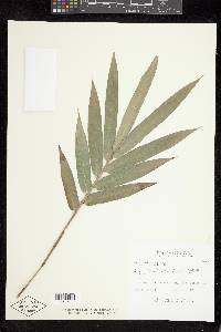 Bambusa textilis image