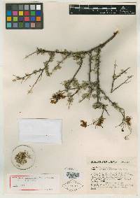 Cassia monozyx image