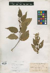 Image of Colubrina arborea