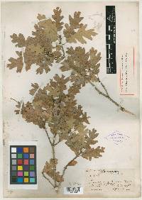 Quercus gambelii var. gambelii image