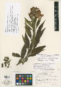 Chitalpa tashkentensis image