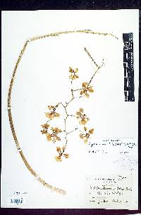 Image of Lophiaris maculata